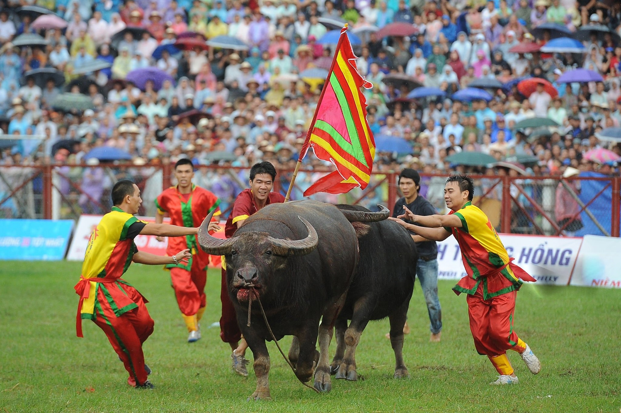 Do Son Buffalo Fighting Festival